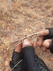 Cyrtacanthacris tatarica