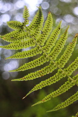 Athyrium oppositipennum