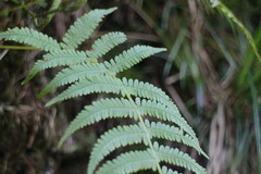 Athyrium oppositipennum