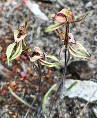 Caladenia cardiochila