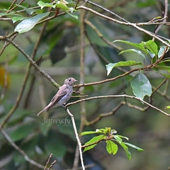Muscicapa sibirica
