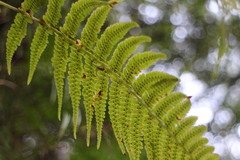Athyrium oppositipennum