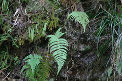Athyrium oppositipennum