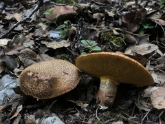 Suillus lakei