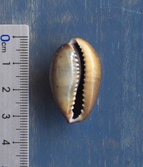 Monetaria caputserpentis