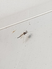 Chironomoidea