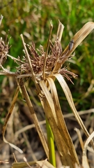 Cyperus eragrostis