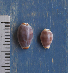 Palmadusta artuffeli