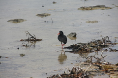 Haematopus longirostris
