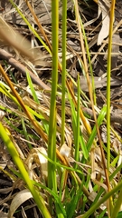 Cyperus eragrostis
