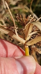 Cyperus eragrostis