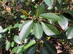Maclura cochinchinensis