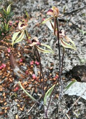 Caladenia cardiochila