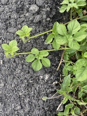 Ipomoea pes-tigridis