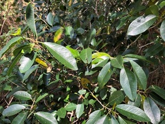 Maclura cochinchinensis