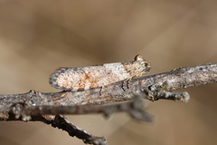 Lepidoscia heliochares