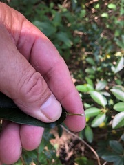 Maclura cochinchinensis