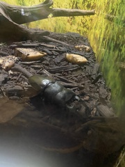 Serrognathus titanus