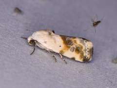 Ponometia candefacta