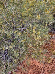 Hakea leucoptera leucoptera