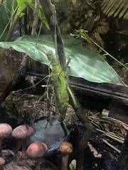 Heteropteryx dilatata