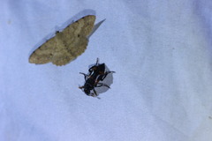 Nicrophorus nepalensis