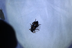 Nicrophorus nepalensis