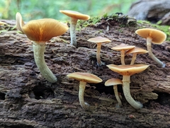 Galerina marginata