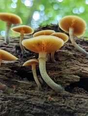 Galerina marginata