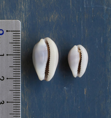 Palmadusta artuffeli