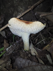 Hydnum zongolicense