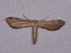 Euacidalia brownsvillea