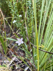 Philotheca queenslandica