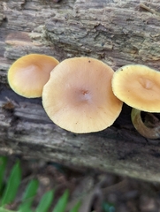 Galerina marginata
