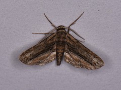 Holochroa dissociarius