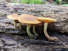 Galerina marginata