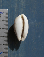 Talostolida pellucens