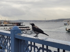 Corvus cornix
