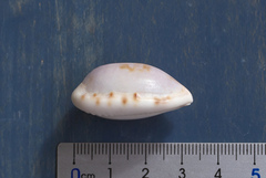 Talostolida pellucens