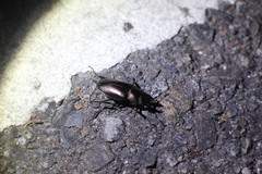 Prismognathus davidis cheni