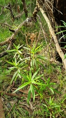 Senecio linearifolius