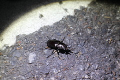 Prismognathus davidis cheni