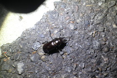 Prismognathus davidis cheni