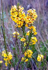 Dillwynia floribunda