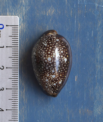 Monetaria caputserpentis