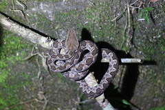 Protobothrops mucrosquamatus