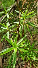 Senecio linearifolius