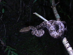 Protobothrops mucrosquamatus