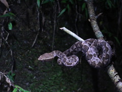 Protobothrops mucrosquamatus