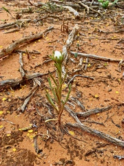 Polycalymma stuartii